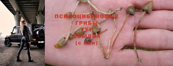 шишки Слюдянка